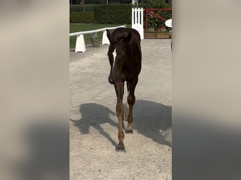 Westphalian Stallion Foal (05/2024) Chestnut-Red in Münster