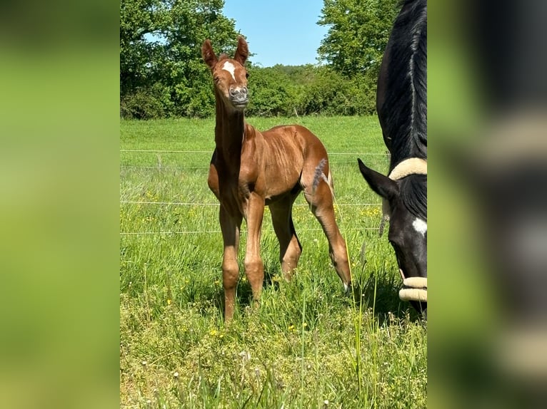 Westphalian Stallion Foal (05/2024) Chestnut-Red in Münster