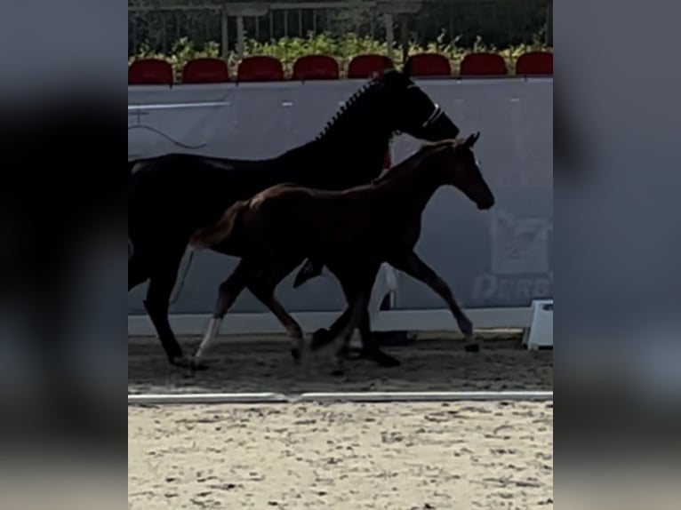 Westphalian Stallion Foal (05/2024) Chestnut-Red in Münster