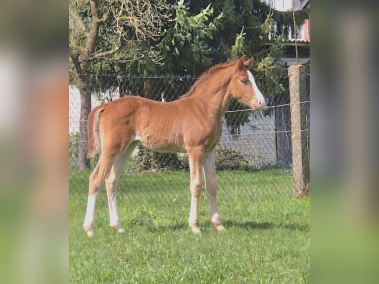 Westphalian Stallion Foal (02/2026) Chestnut-Red in Borchen