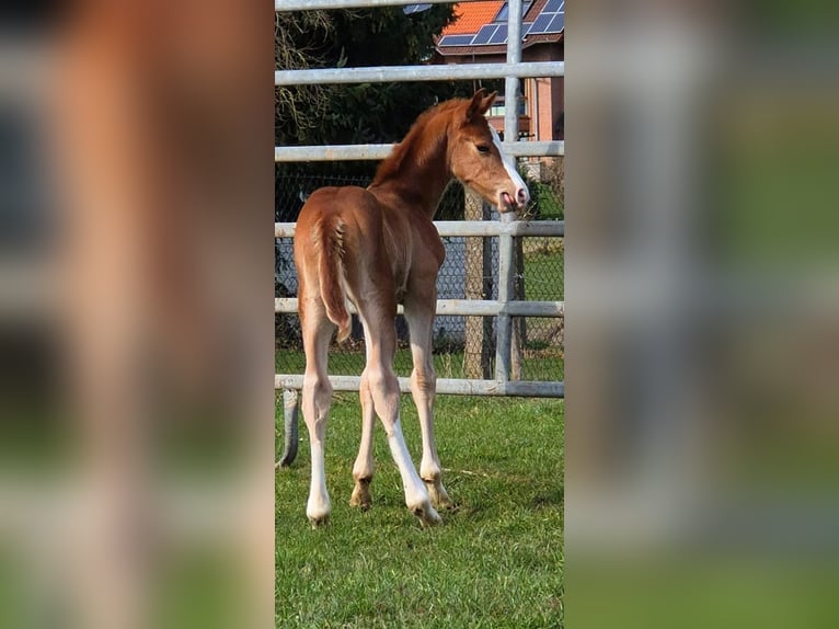 Westphalian Stallion Foal (02/2026) Chestnut-Red in Borchen