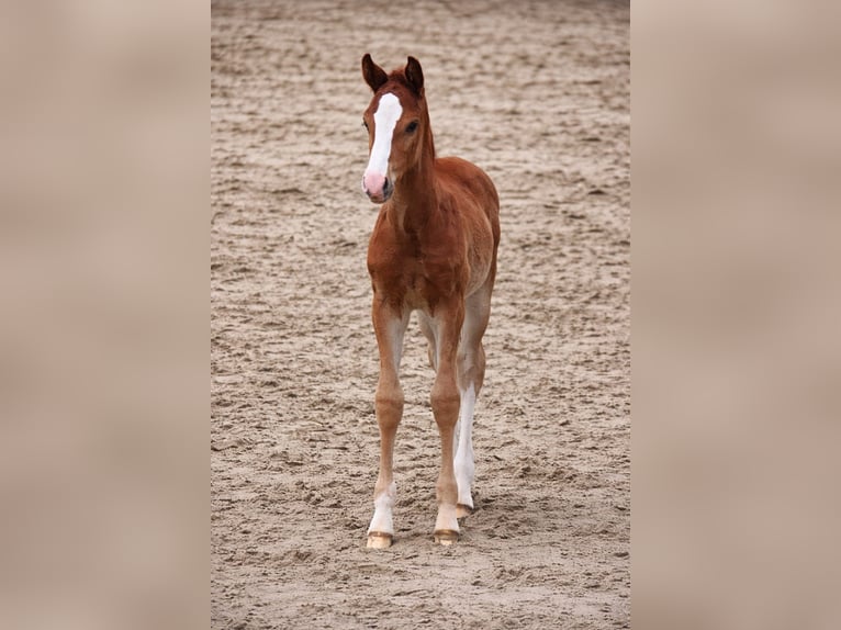 Westphalian Stallion Foal (02/2026) Chestnut-Red in Borchen