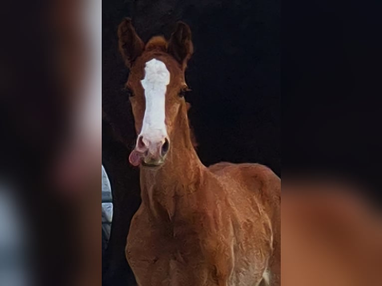 Westphalian Stallion Foal (02/2026) Chestnut-Red in Borchen