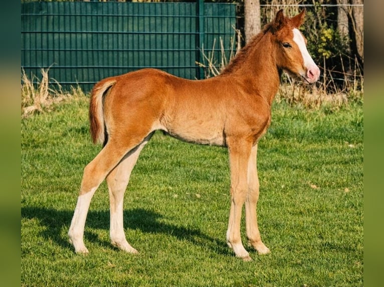 Westphalian Stallion Foal (02/2026) Chestnut-Red in Borchen