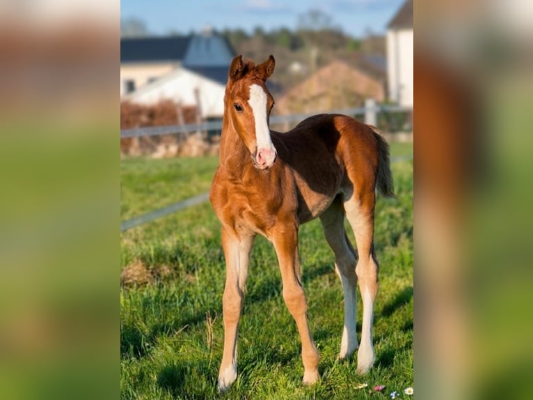 Westphalian Stallion Foal (02/2026) Chestnut-Red in Borchen