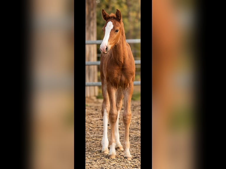 Westphalian Stallion Foal (02/2026) Chestnut-Red in Borchen