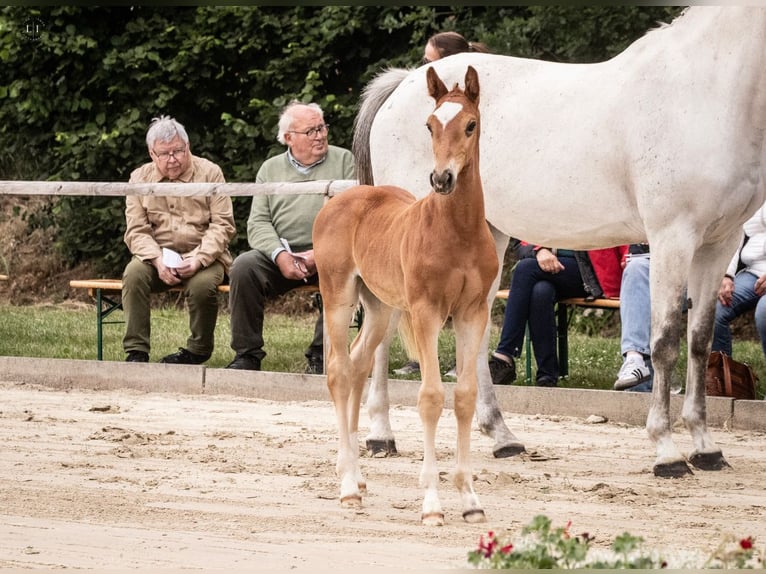 Westphalian Stallion  Chestnut-Red in Herzlake