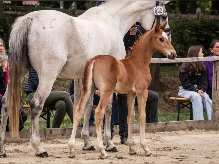 Westphalian Stallion  Chestnut-Red in Herzlake