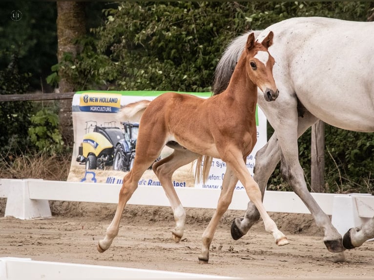 Westphalian Stallion  Chestnut-Red in Herzlake