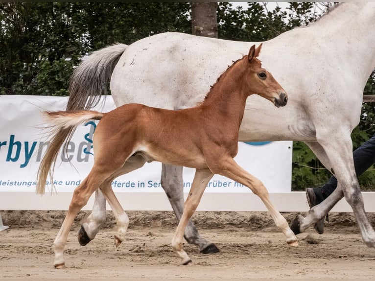 Westphalian Stallion  Chestnut-Red in Herzlake