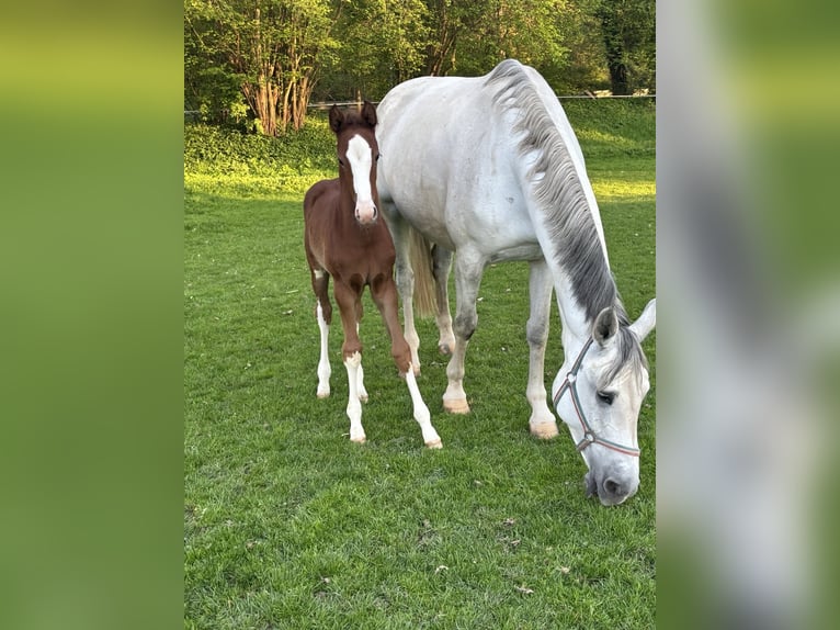 Westphalian Stallion  Chestnut-Red in Delbr&#xFC;ck