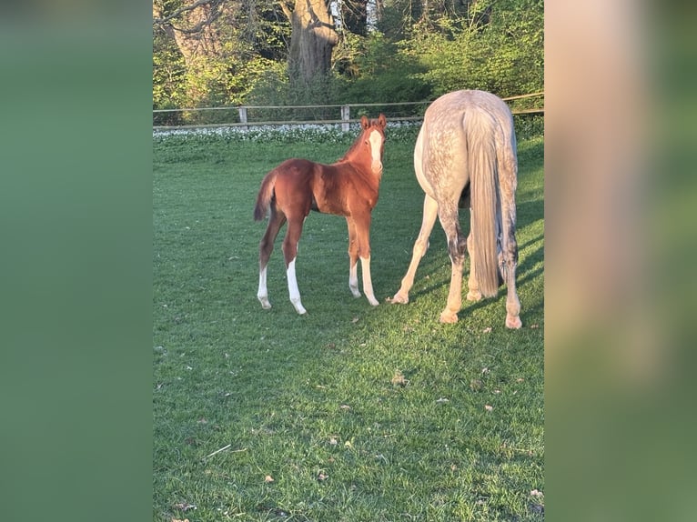 Westphalian Stallion  Chestnut-Red in Delbr&#xFC;ck