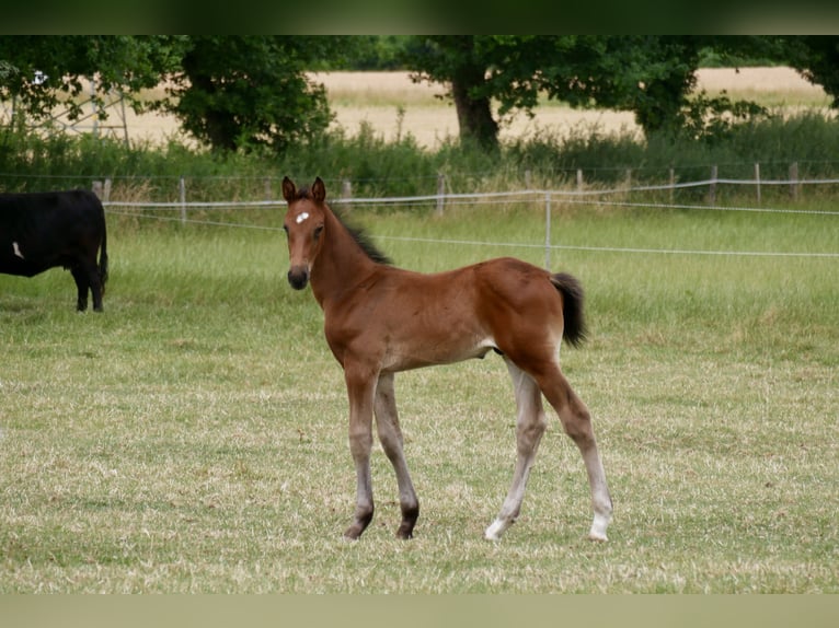 Westphalian Stallion Foal (05/2025) Chestnut-Red in Ennigerloh