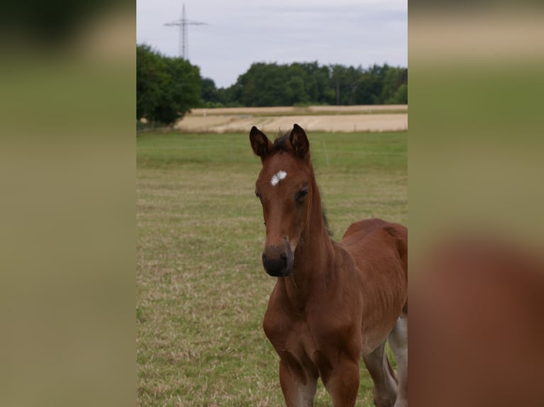 Westphalian Stallion Foal (05/2025) Chestnut-Red in Ennigerloh