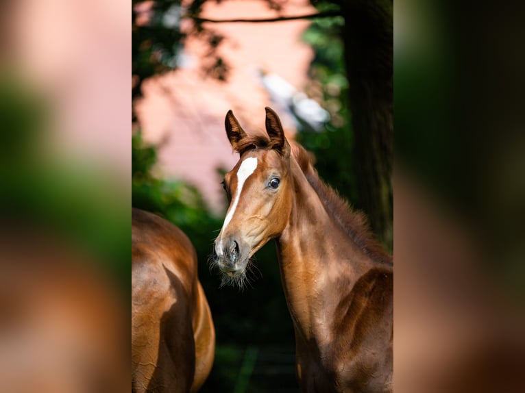 Westphalian Stallion Foal (04/2024) Chestnut-Red in DorstenD