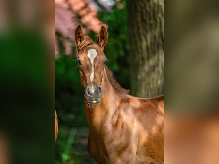 Westphalian Stallion Foal (04/2024) Chestnut-Red in DorstenD