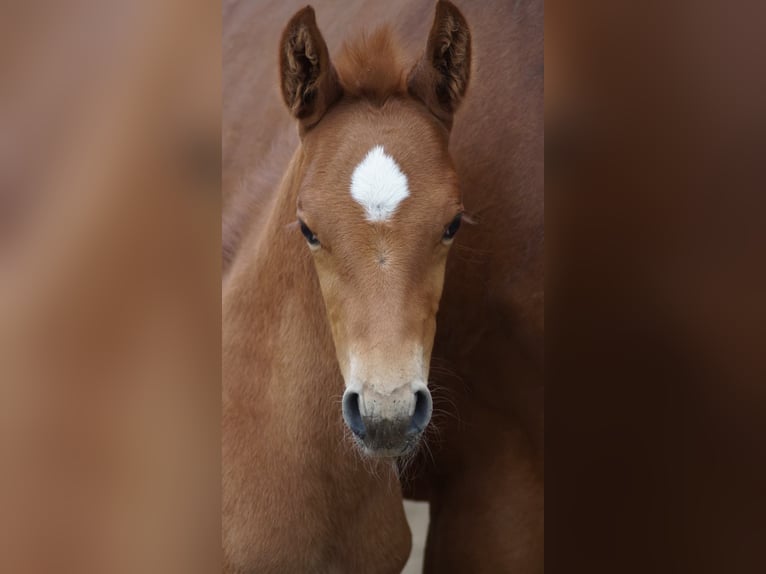 Westphalian Stallion Foal (04/2026) Chestnut-Red in Neuenkirchen-Vörden