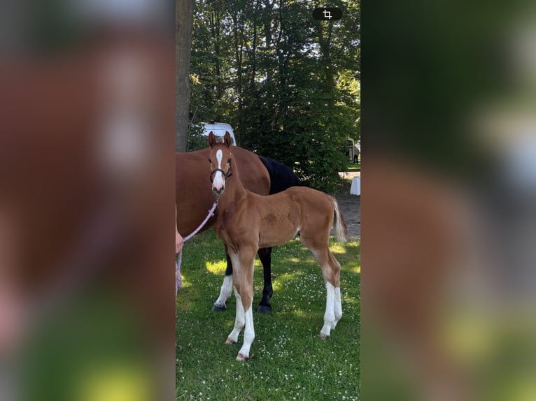 Westphalian Stallion Foal (05/2026) Chestnut-Red in Gronau
