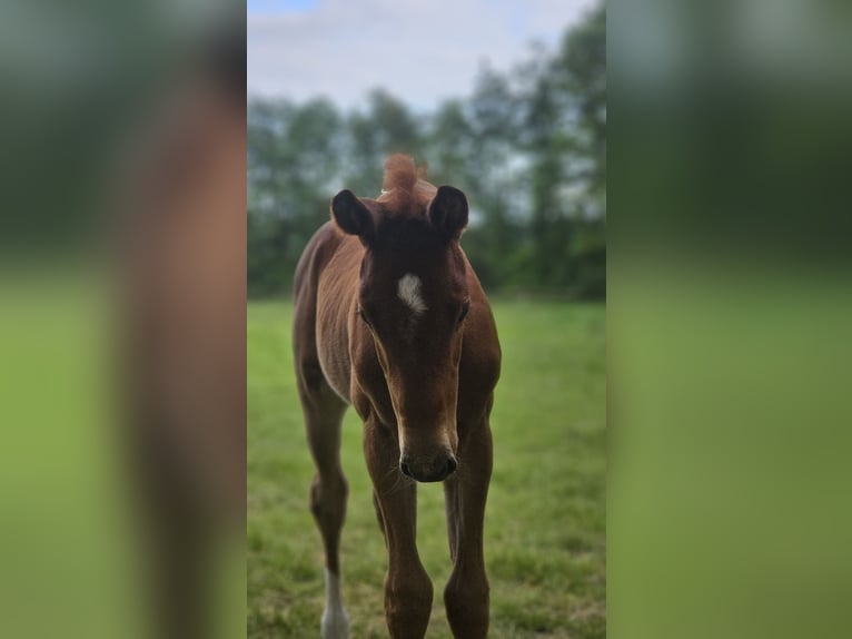 Westphalian Stallion  Chestnut-Red in Marienm&#xFC;nster