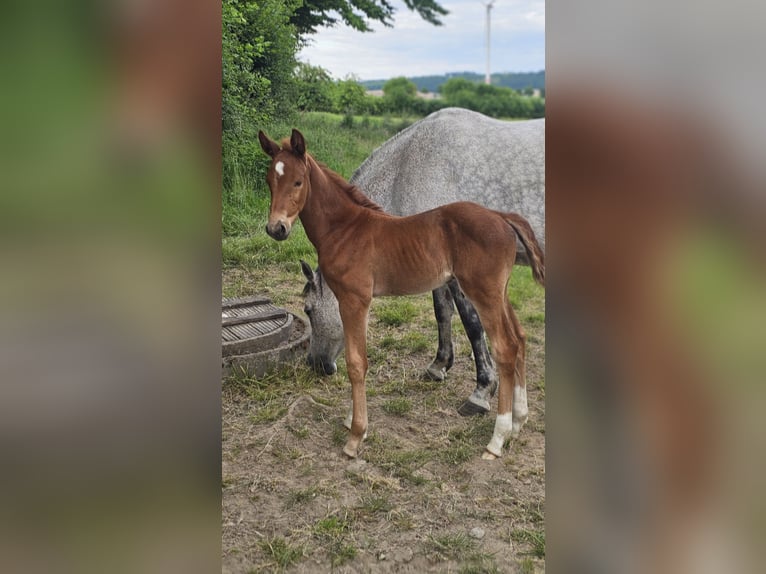 Westphalian Stallion  Chestnut-Red in Marienm&#xFC;nster