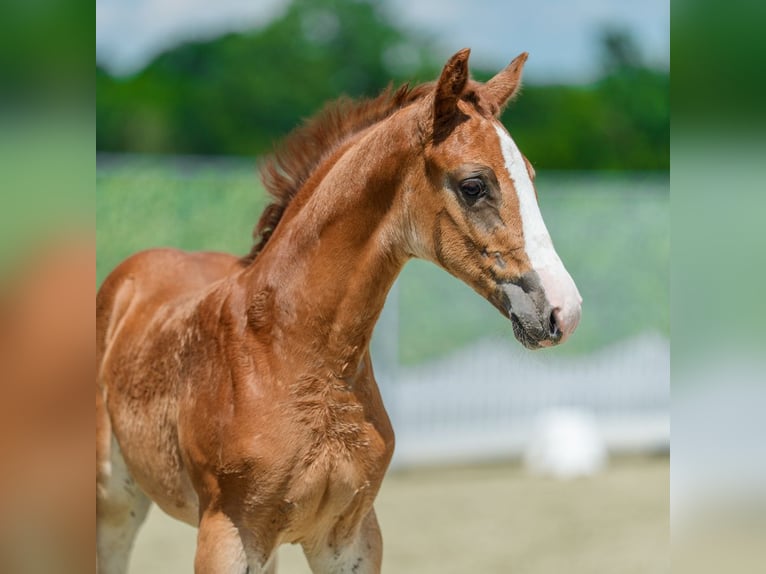 Westphalian Stallion Foal (05/2026) Chestnut-Red in Mnster-Handorf
