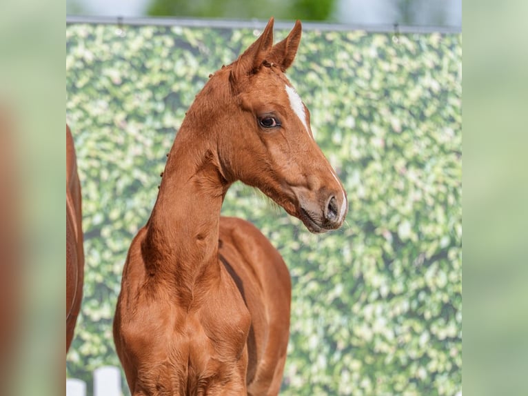 Westphalian Stallion Foal (03/2026) Chestnut-Red in Mnster-Handorf
