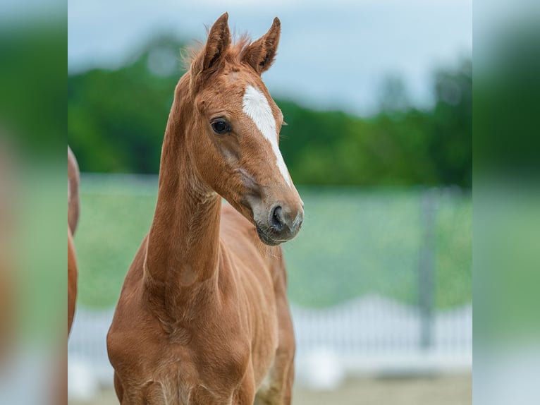 Westphalian Stallion Foal (05/2026) Chestnut-Red in Mnster-Handorf