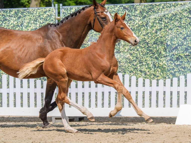 Westphalian Stallion Foal (04/2026) Chestnut-Red in Mnster-Handorf