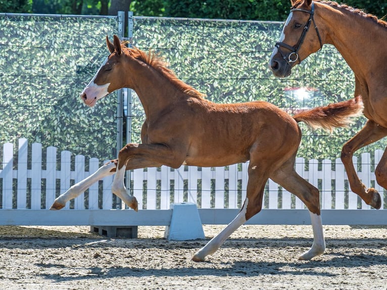 Westphalian Stallion  Chestnut-Red in M&#xFC;nster Handorf