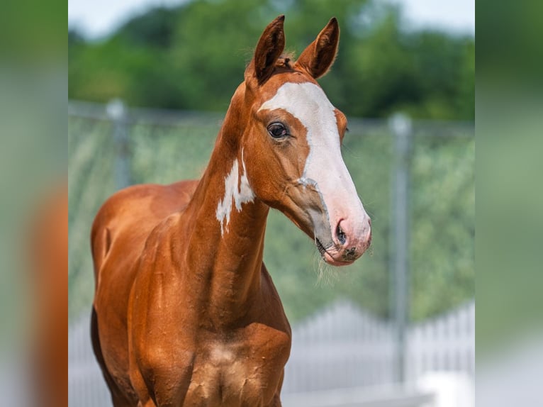 Westphalian Stallion Foal (04/2025) Chestnut-Red in M&#xFC;nster-Handorf