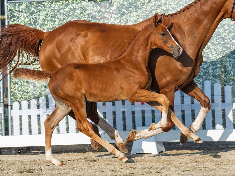 Westphalian Stallion Foal (06/2025) Chestnut-Red in M&#xFC;nster-Handorf