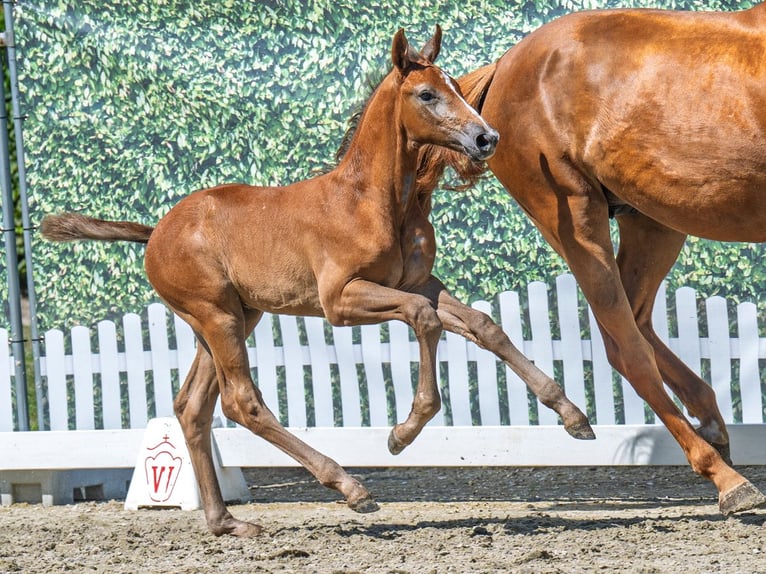 Westphalian Stallion  Chestnut-Red in M&#xFC;nster Handorf
