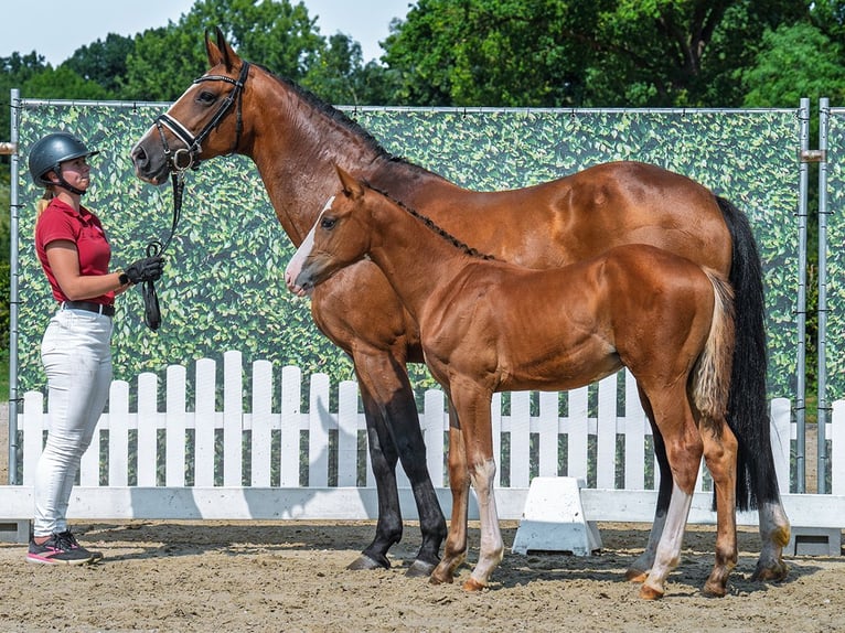 Westphalian Stallion Foal (04/2025) Chestnut-Red in M&#xFC;nster-Handorf