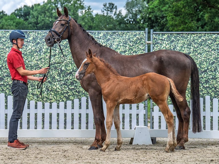 Westphalian Stallion  Chestnut-Red in M&#xFC;nster Handorf