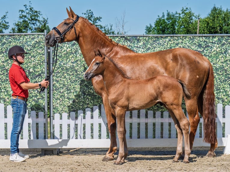 Westphalian Stallion  Chestnut-Red in M&#xFC;nster Handorf