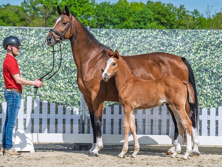 Westphalian Stallion  Chestnut-Red in M&#xFC;nster Handorf