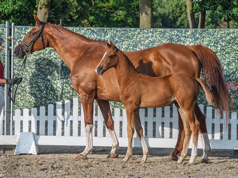 Westphalian Stallion Foal (06/2025) Chestnut-Red in M&#xFC;nster-Handorf