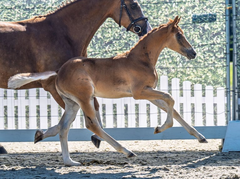 Westphalian Stallion  Chestnut-Red in M&#xFC;nster Handorf
