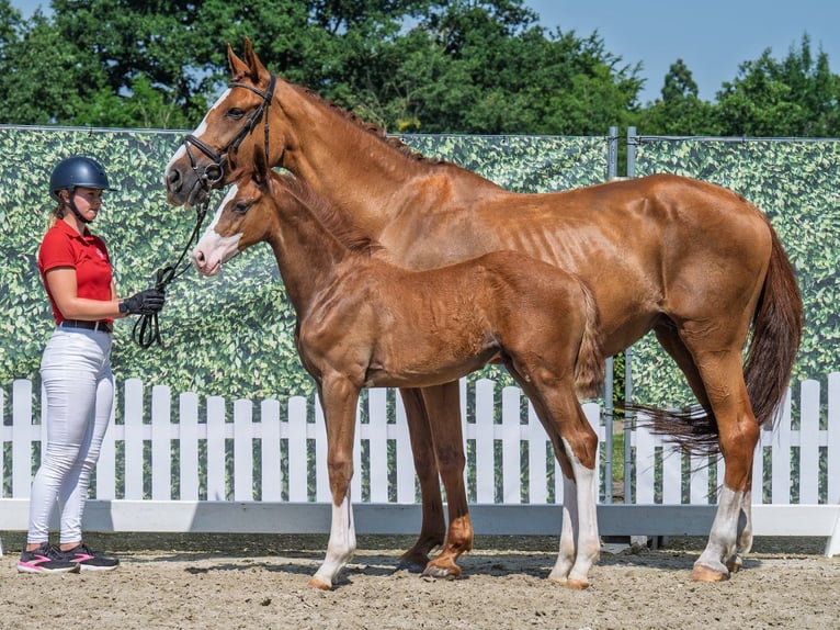 Westphalian Stallion  Chestnut-Red in M&#xFC;nster Handorf