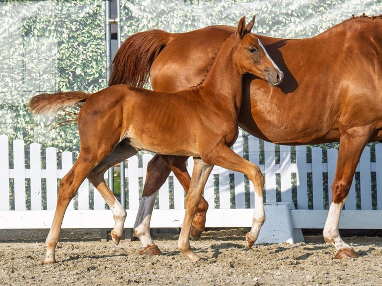 Westphalian Stallion Foal (06/2025) Chestnut-Red in M&#xFC;nster-Handorf