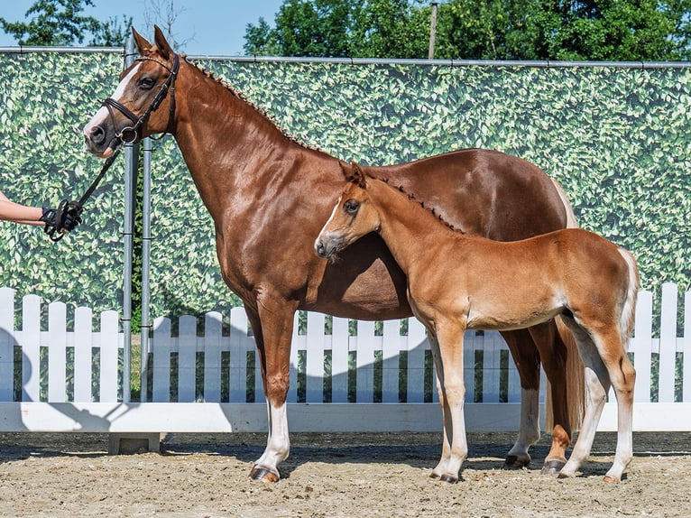 Westphalian Stallion  Chestnut-Red in M&#xFC;nster Handorf