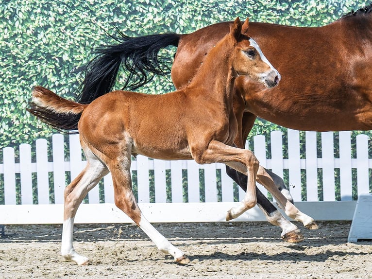 Westphalian Stallion  Chestnut-Red in M&#xFC;nster Handorf