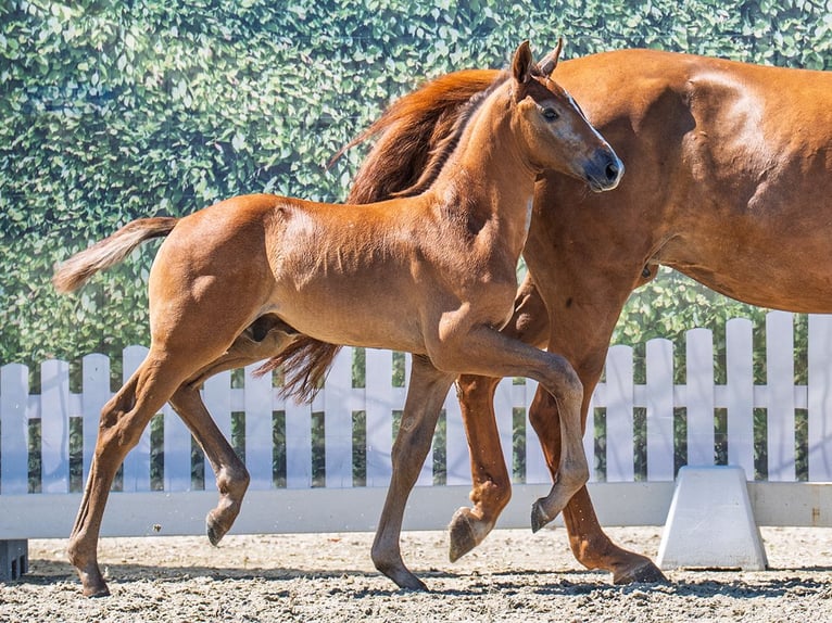 Westphalian Stallion  Chestnut-Red in M&#xFC;nster Handorf