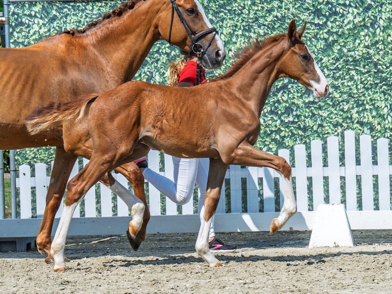Westphalian Stallion  Chestnut-Red in M&#xFC;nster Handorf