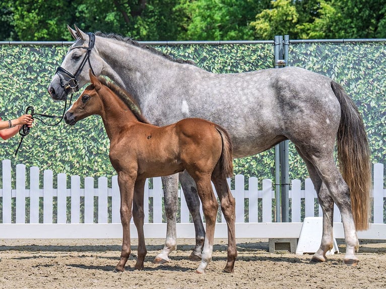 Westphalian Stallion  Chestnut-Red in M&#xFC;nster Handorf