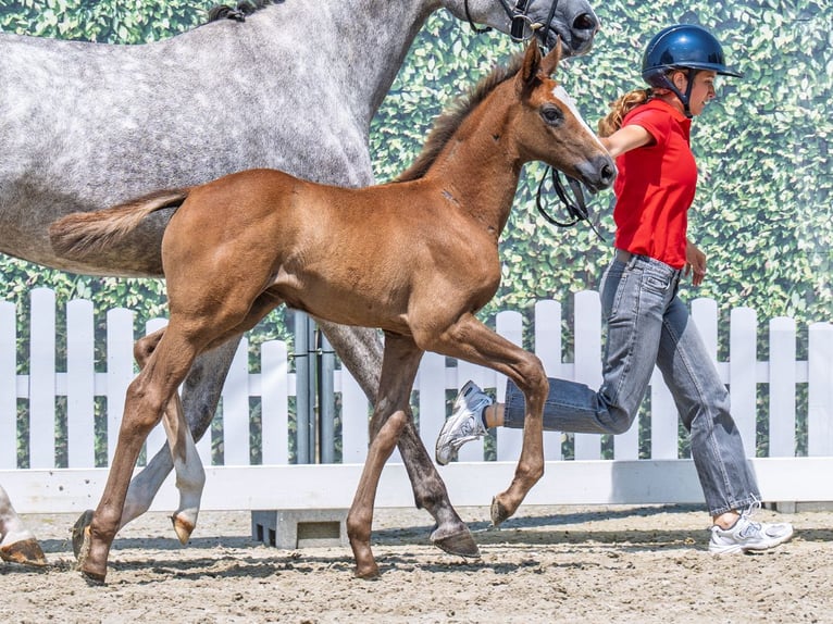 Westphalian Stallion  Chestnut-Red in M&#xFC;nster Handorf