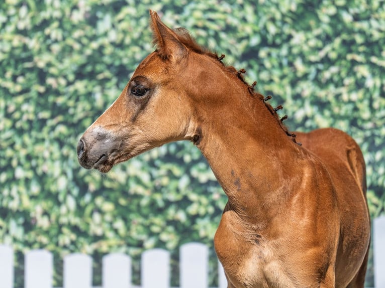 Westphalian Stallion  Chestnut-Red in M&#xFC;nster Handorf