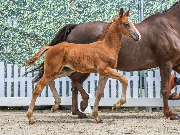 Westphalian Stallion  Chestnut-Red in M&#xFC;nster Handorf
