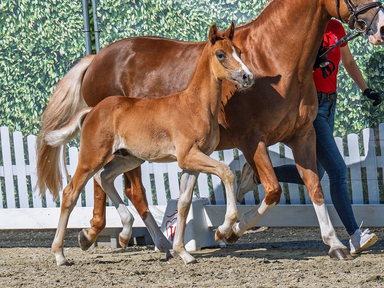 Westphalian Stallion  Chestnut-Red in M&#xFC;nster Handorf