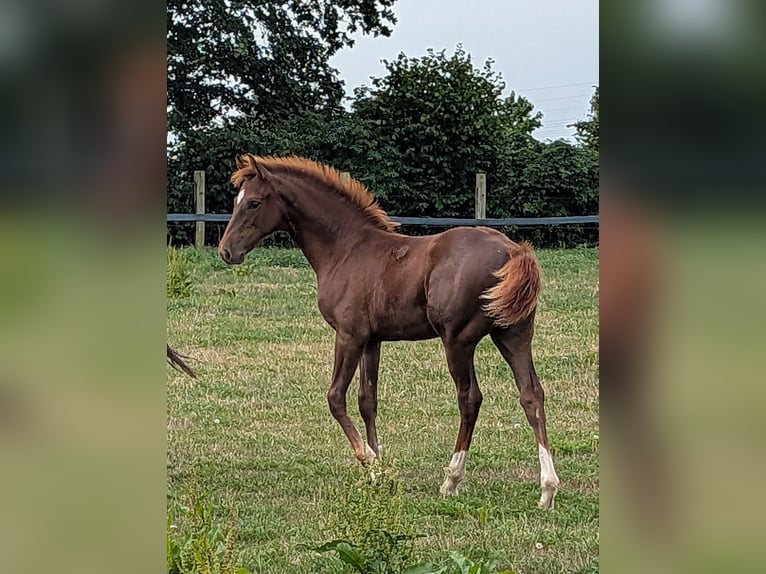 Westphalian Stallion Foal (05/2026) Chestnut in Petershagen